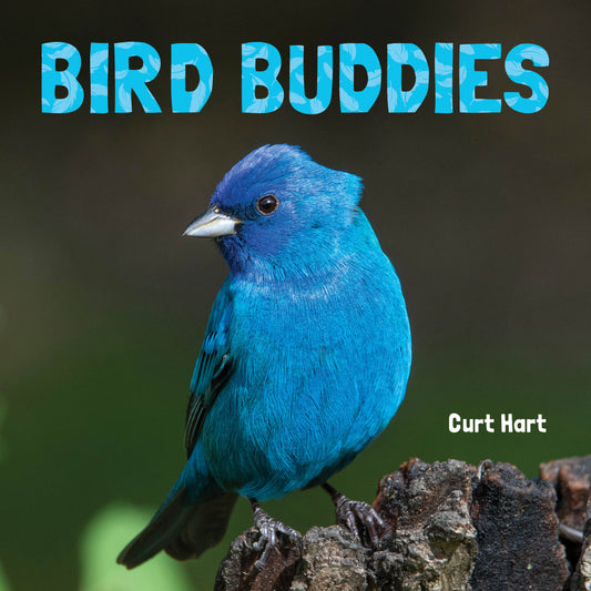 YA Books Central: Bird Buddies (Animal Lovers) by Curt Hart